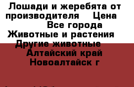 Лошади и жеребята от производителя. › Цена ­ 120 - Все города Животные и растения » Другие животные   . Алтайский край,Новоалтайск г.